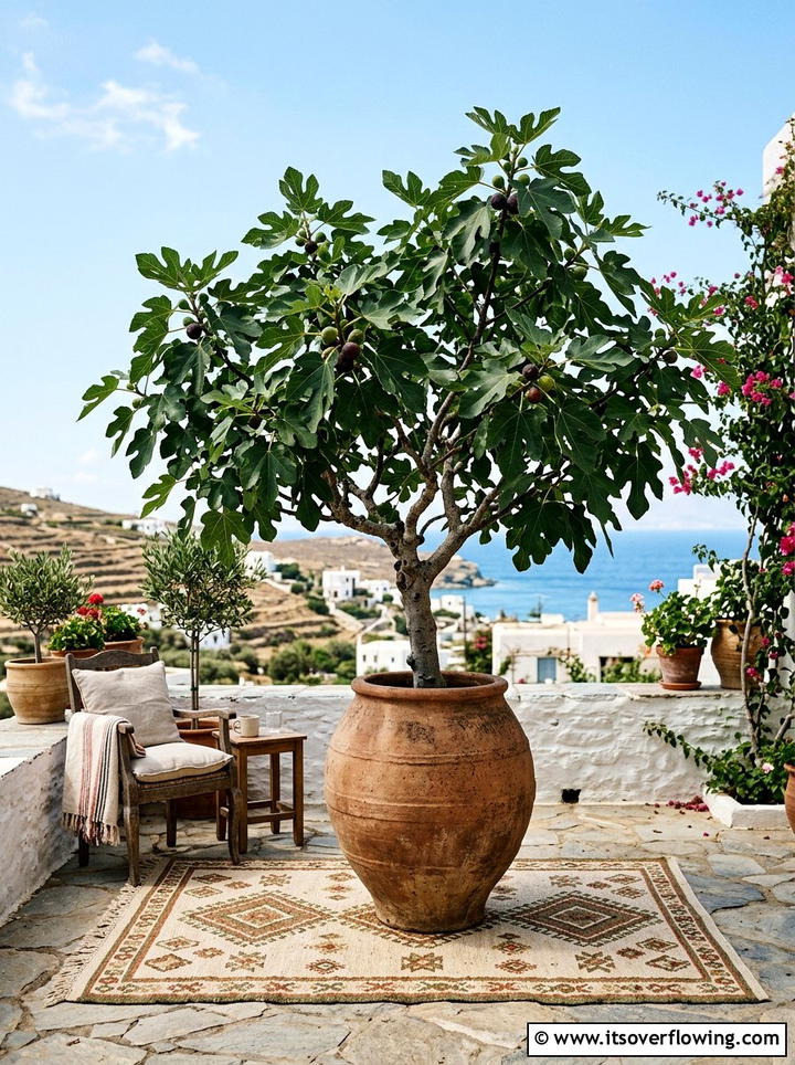 Fig Tree Mediterranean Vibe - 25 backyard decorating ideas with potted trees