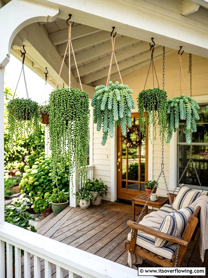 Hanging basket succulents - 25 cheap garden ideas with drought tolerant plants