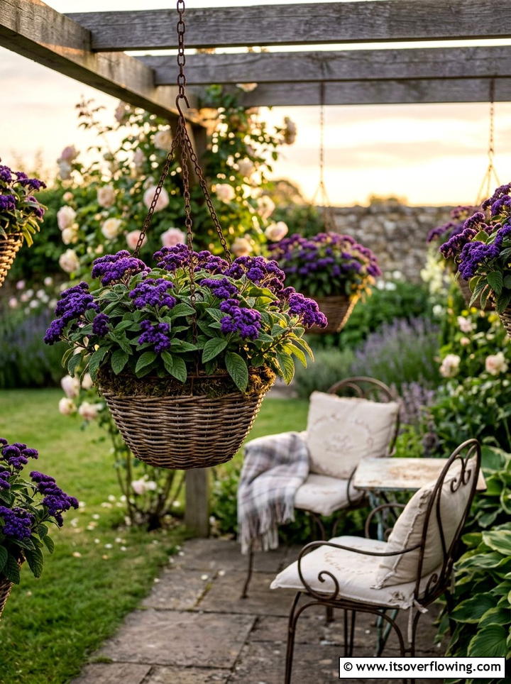 Heliotrope Scented Basket - 25 garden ideas with hanging baskets