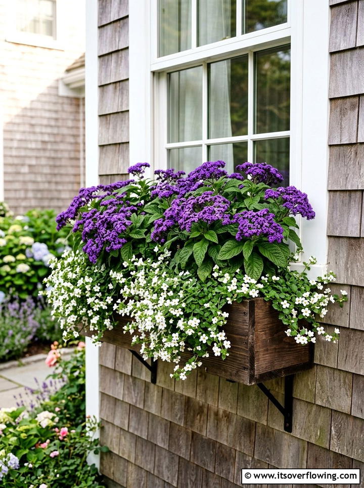 Heliotrope Window Box - 25 creative garden ideas with fragrance gardens