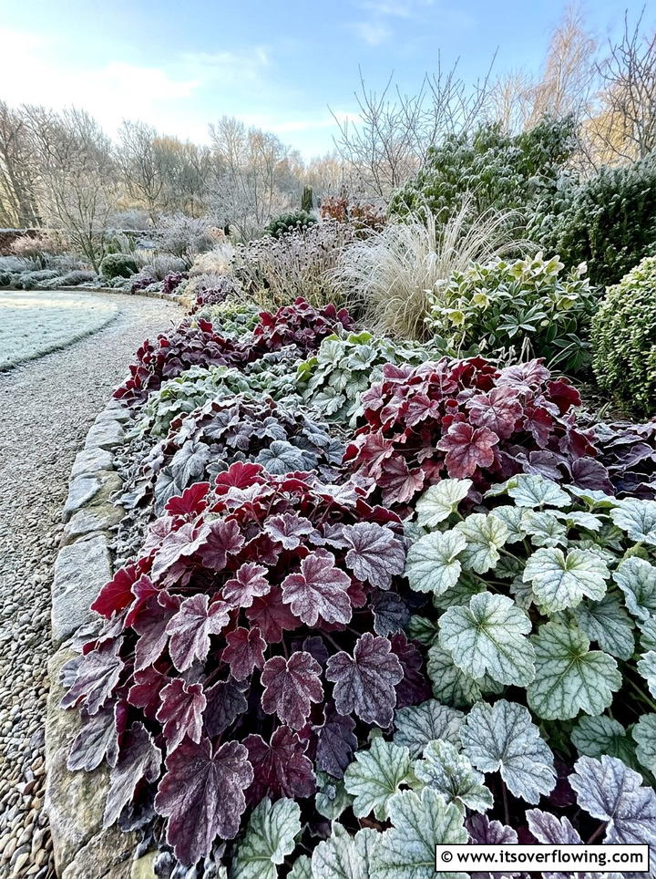 Heuchera foliage - 25 creative garden ideas for winter interest