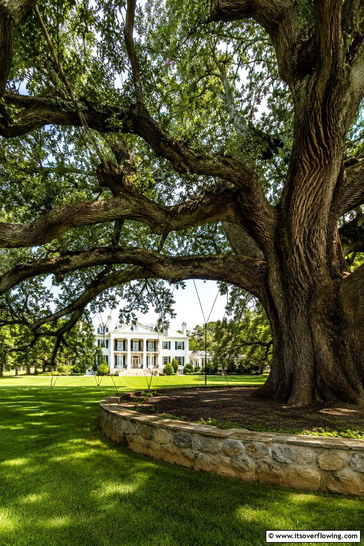 Historic Tree Restoration - 30 Tree Landscaping Ideas for Shade, Privacy, and Curb Appeal