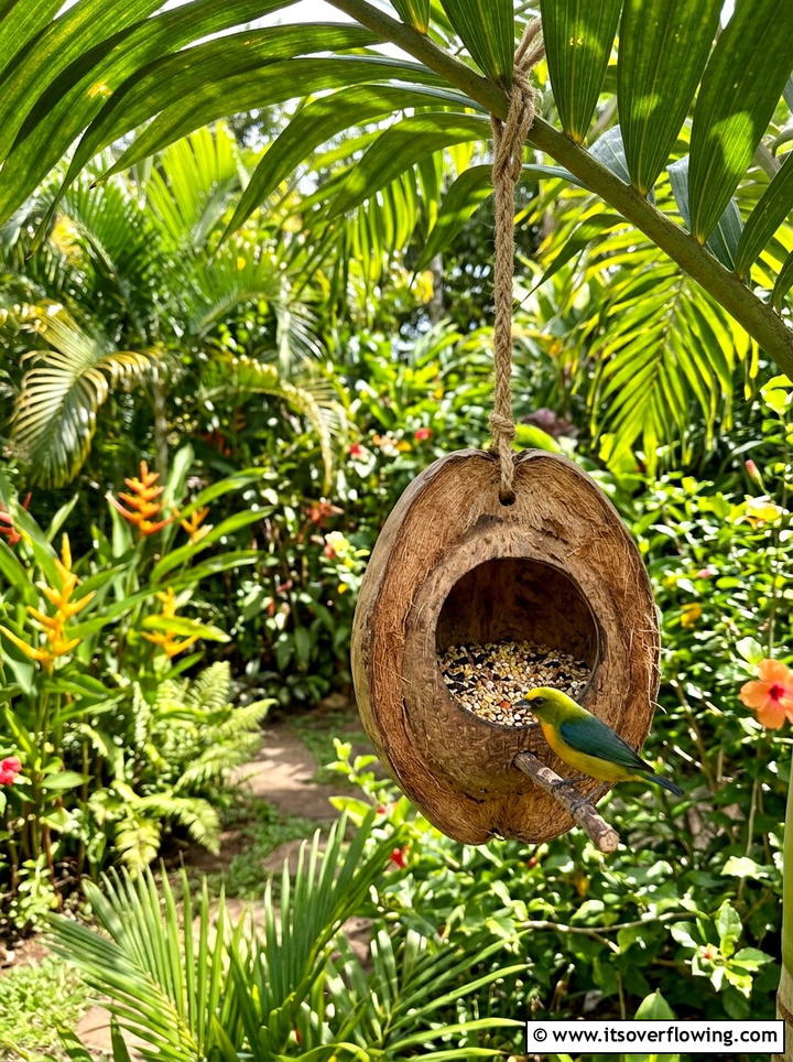 Hollowed Out Coconut Bird Feeder - 25 upcycled garden ideas with bird feeders