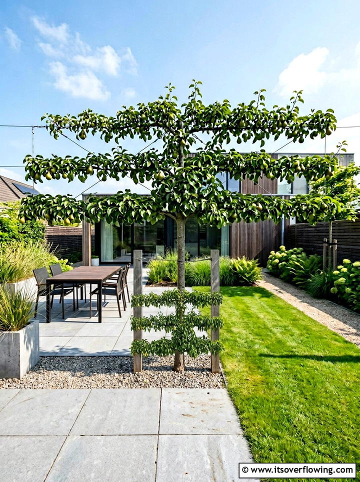 Horizontal T espalier - 25 creative garden ideas with espalier trees