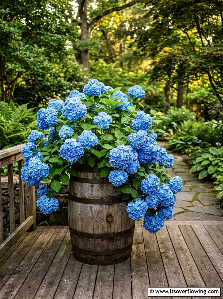 Hydrangea Barrel Planter - 25 backyard ideas with barrel planter