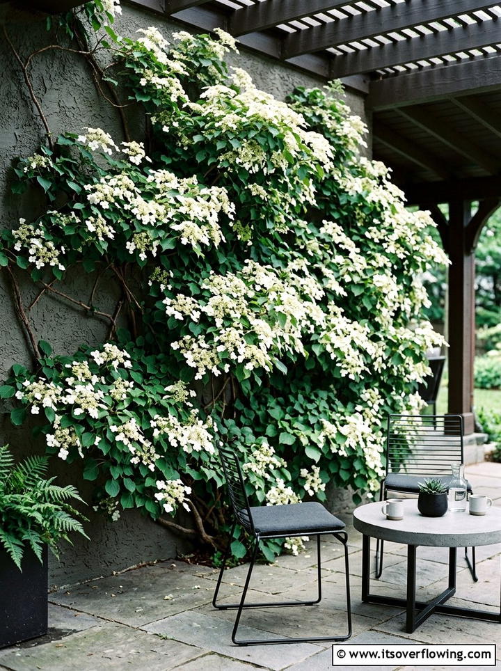 Hydrangea Vine Wall - 25 front porch ideas with trellis vines