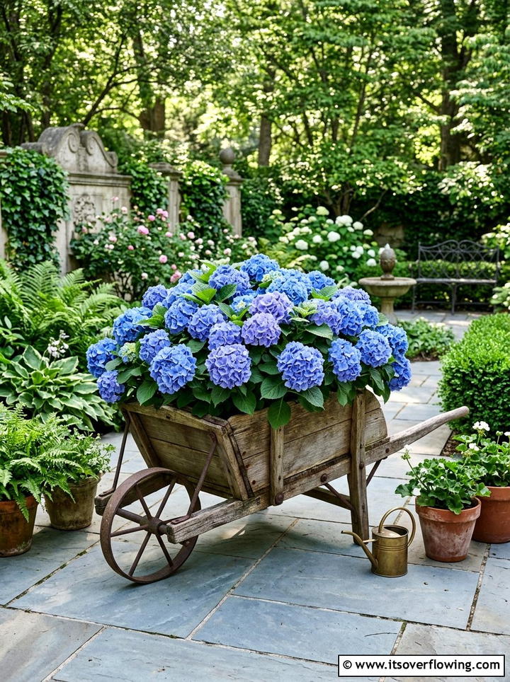 Hydrangea wheelbarrow display - 25 upcycled garden ideas with old wheelbarrows