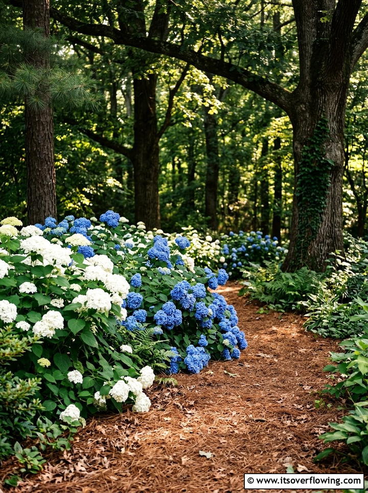 Hydrangeas under large trees - 25 garden ideas with hydrangeas