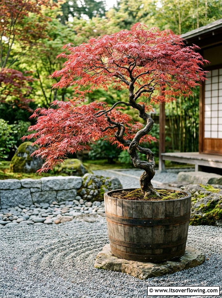 Japanese Maple Barrel Planter - 25 backyard ideas with barrel planter