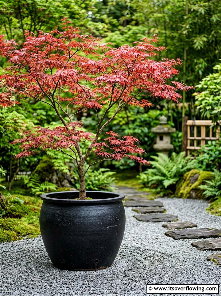 Japanese Maple Container - 25 garden ideas for balconies
