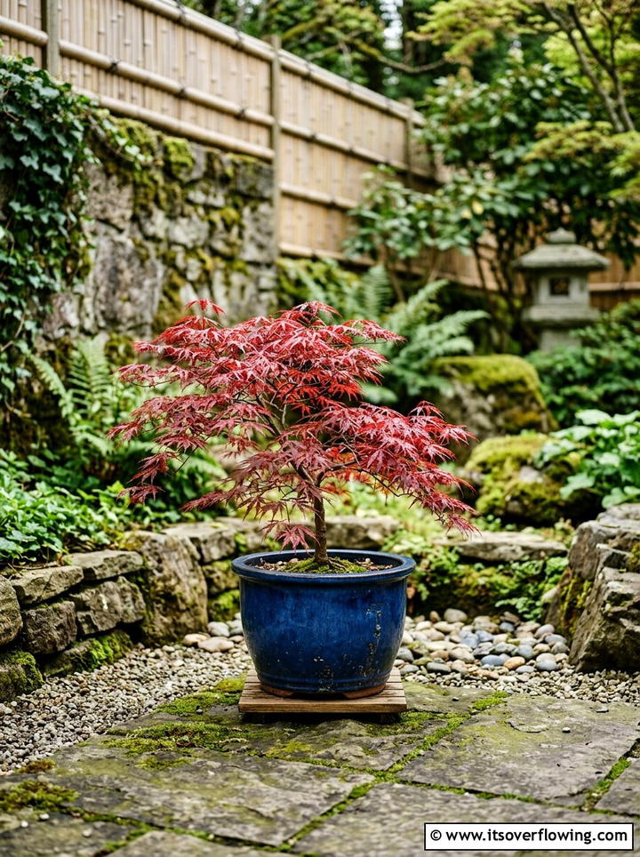 Japanese Maple Pot - 25 backyard ideas with container garden