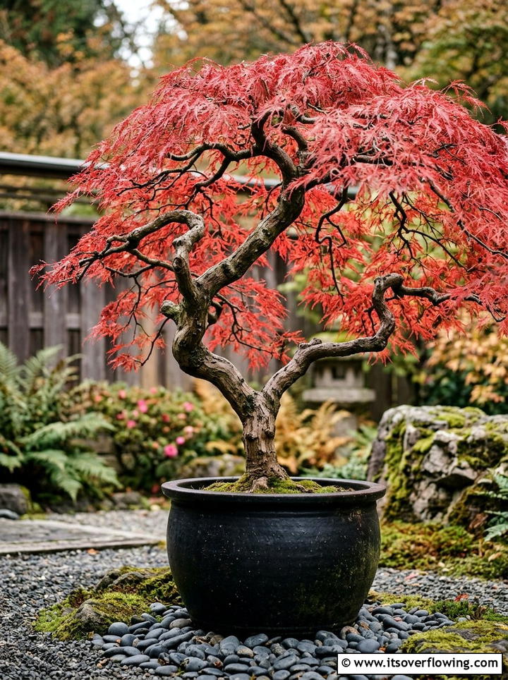 Japanese Maple Tree - 25 backyard decorating ideas with zen retreat vibe