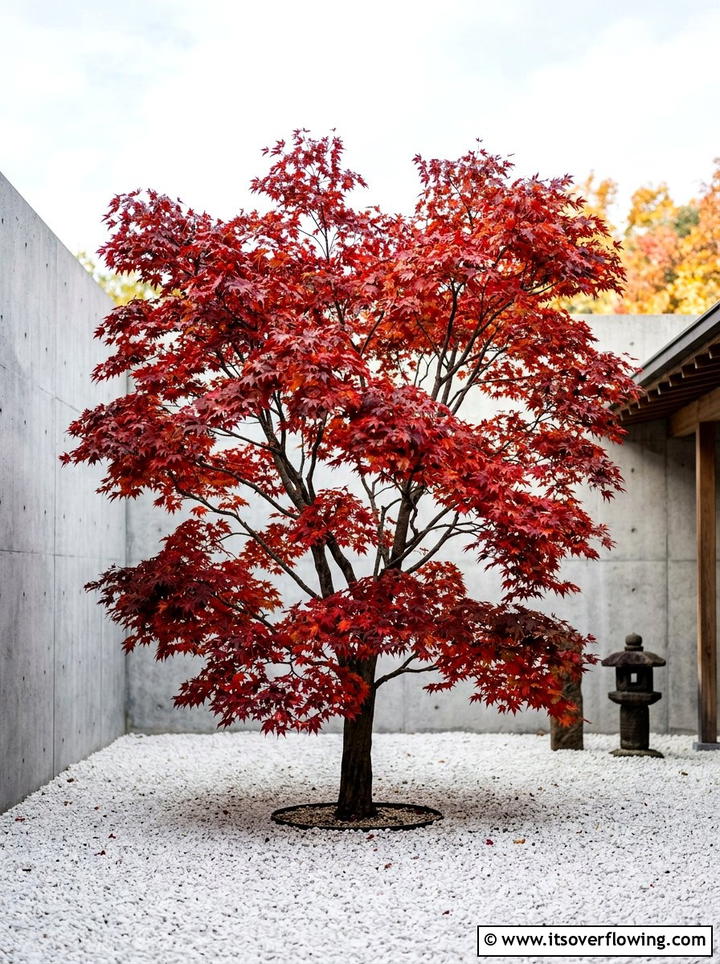 Japanese maple tree - 25 garden ideas for minimalist style