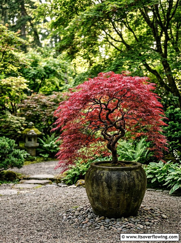 Japanese maple tree - 25 small garden ideas with zen style