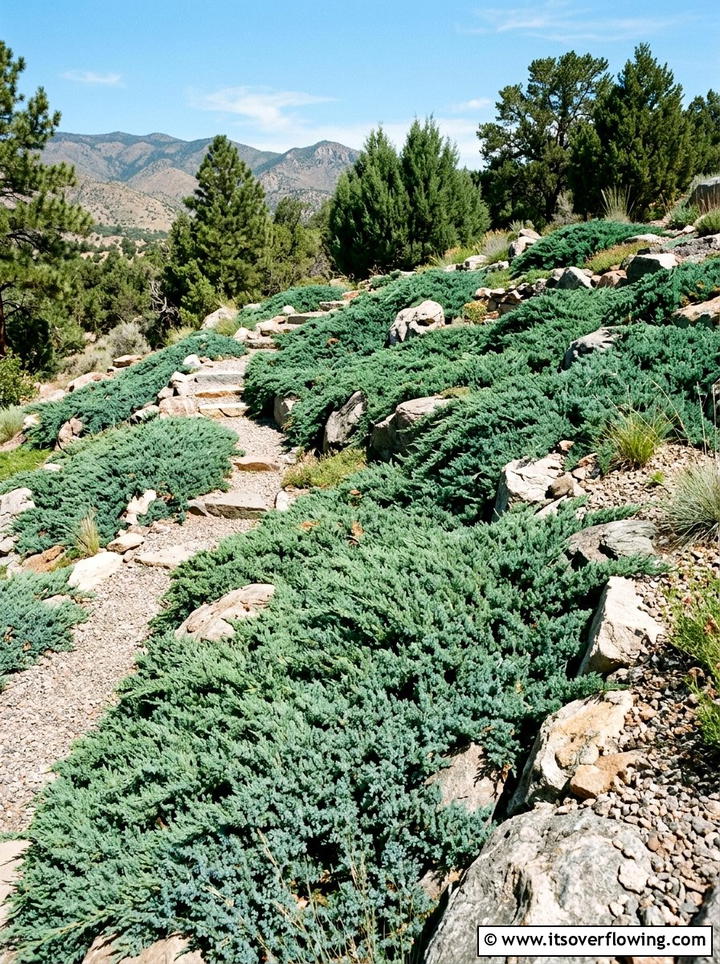 Juniper Groundcover - 25 garden design ideas with low maintenance shrubs