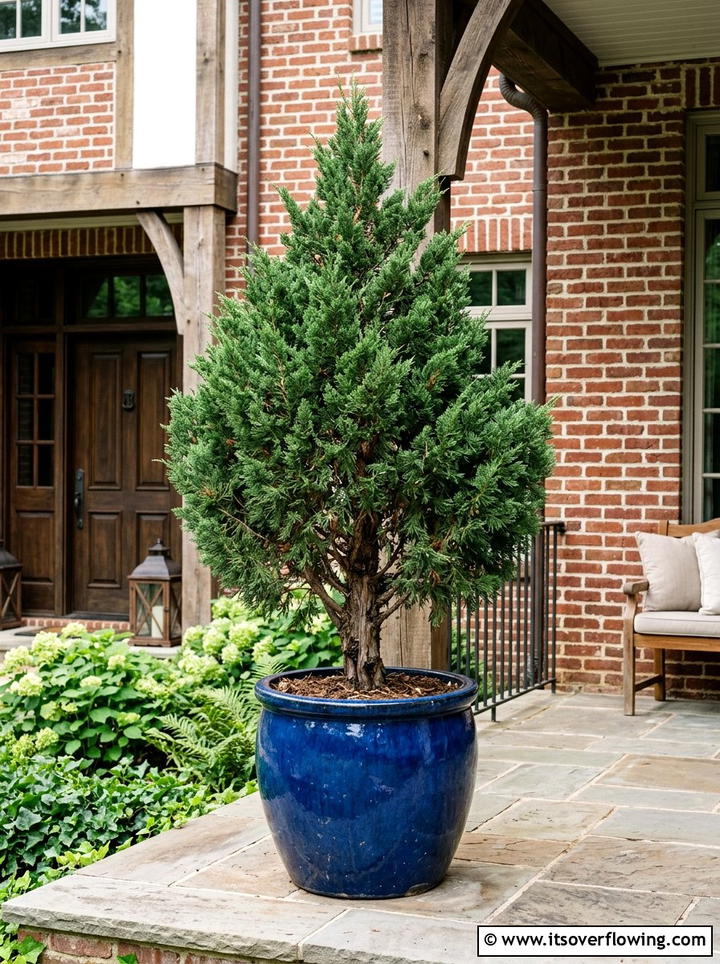 Large ceramic pot with cedar tree - 25 front porch decor ideas with mini trees