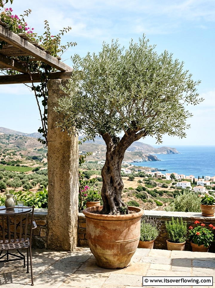 Large olive tree in terracotta - 25 front porch ideas with terracotta pots