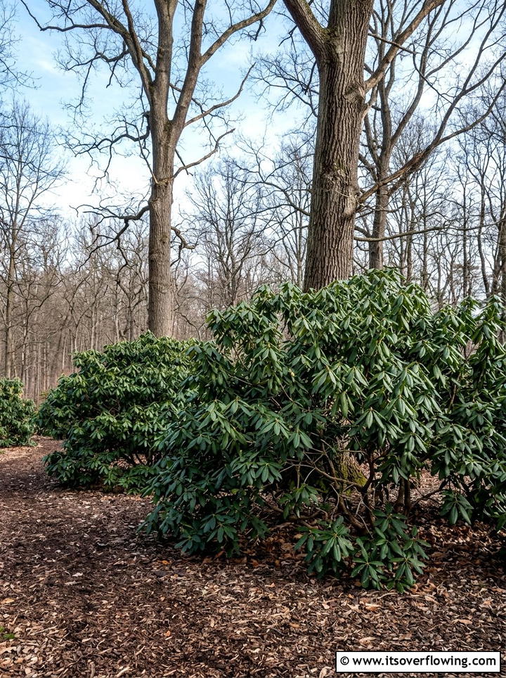 Laurel Privacy Hedge - 25 garden design ideas with evergreen structure