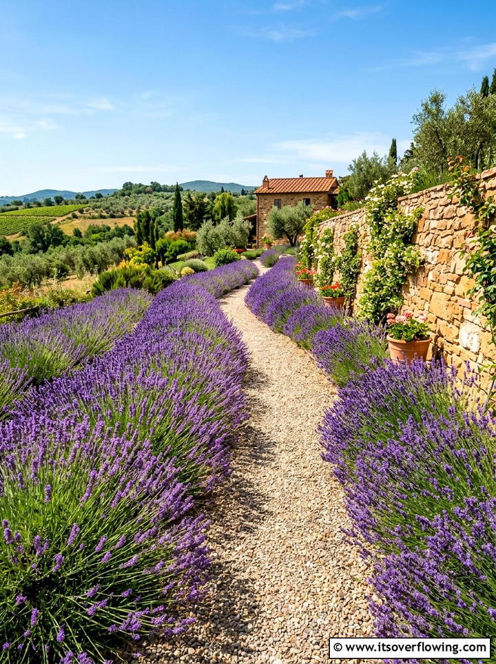 Lavender Garden Path - 25 backyard ideas with low maintenance plants