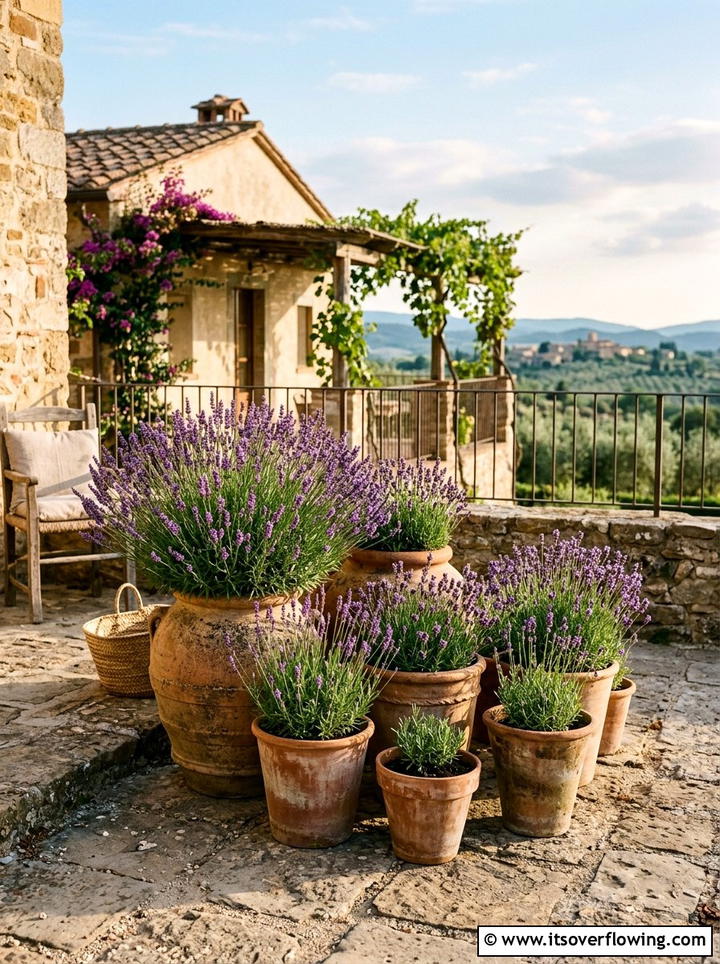 Lavender In Terracotta Pots - 25 front porch ideas with drought tolerant plants