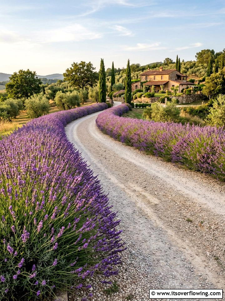 Lavender driveway hedge - 25 garden design ideas for driveways