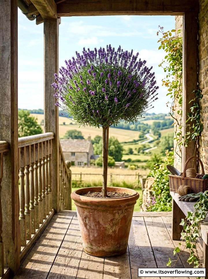 Lavender topiary in terracotta - 25 front porch ideas with topiaries