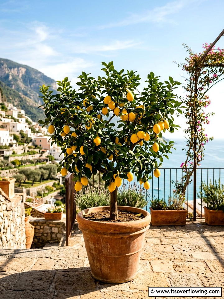 Lemon Tree - 25 backyard ideas with mediterranean style