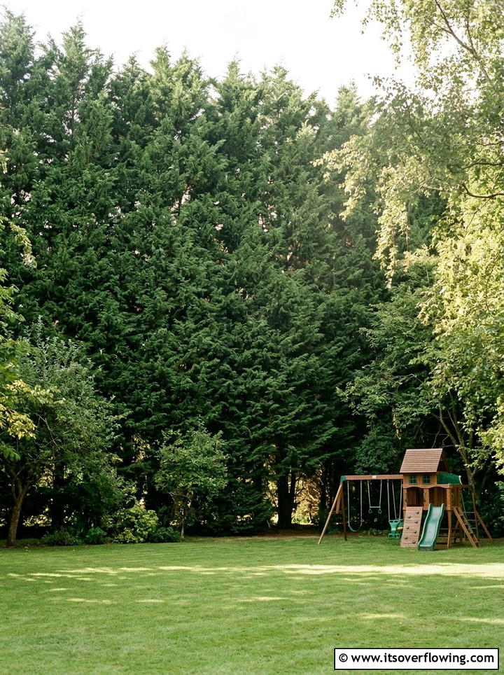 Leyland Cypress Border - 25 backyard ideas with privacy trees