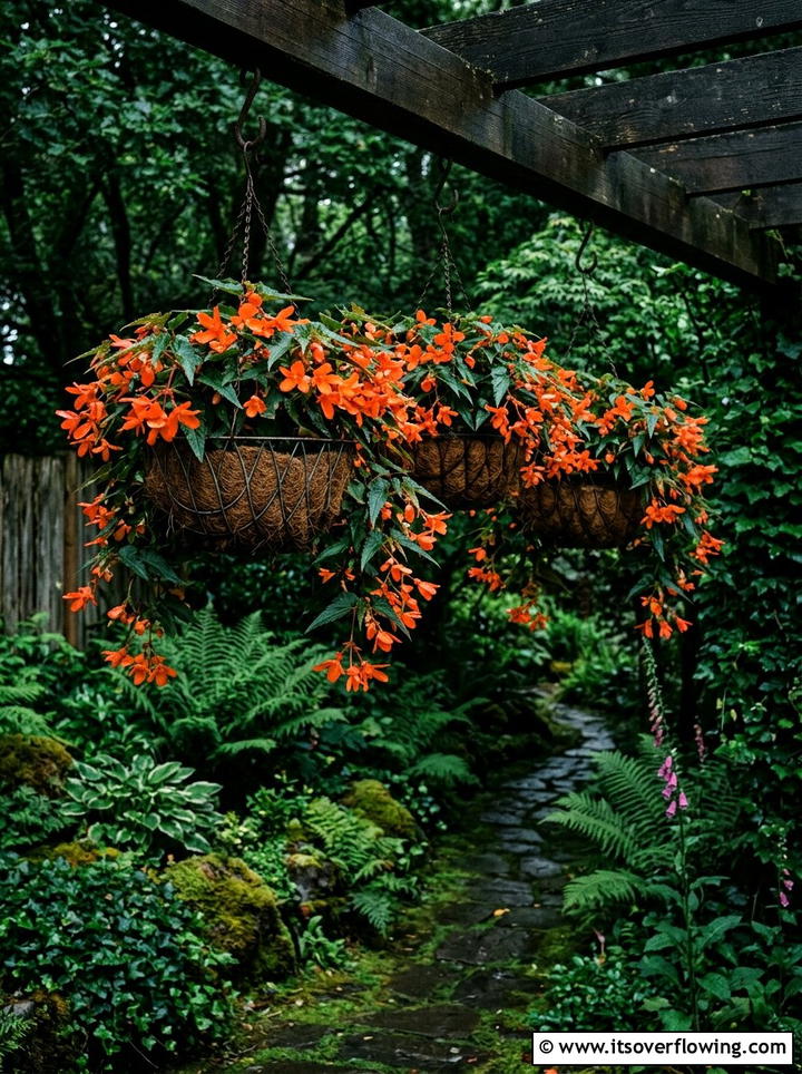 Low Light Begonia Baskets - 25 small garden ideas with hanging baskets