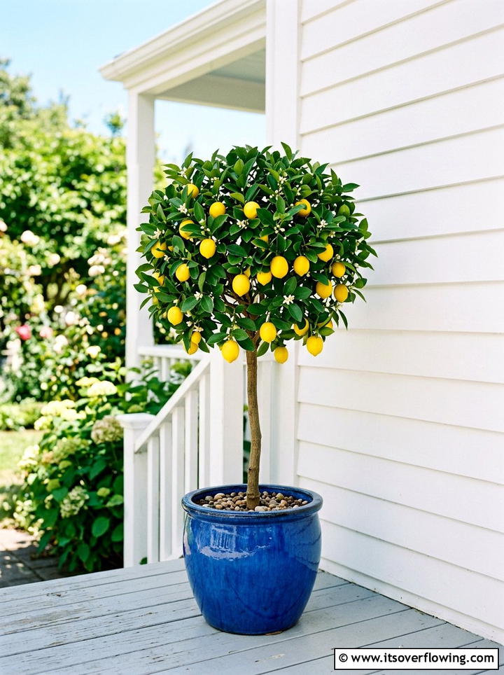 Miniature lemon tree topiary - 25 front porch ideas with topiaries