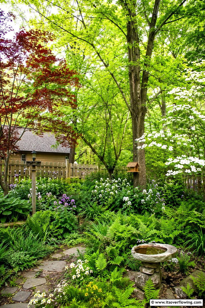 Native Trees for Local Biodiversity - 30 Tree Landscaping Ideas for Shade, Privacy, and Curb Appeal