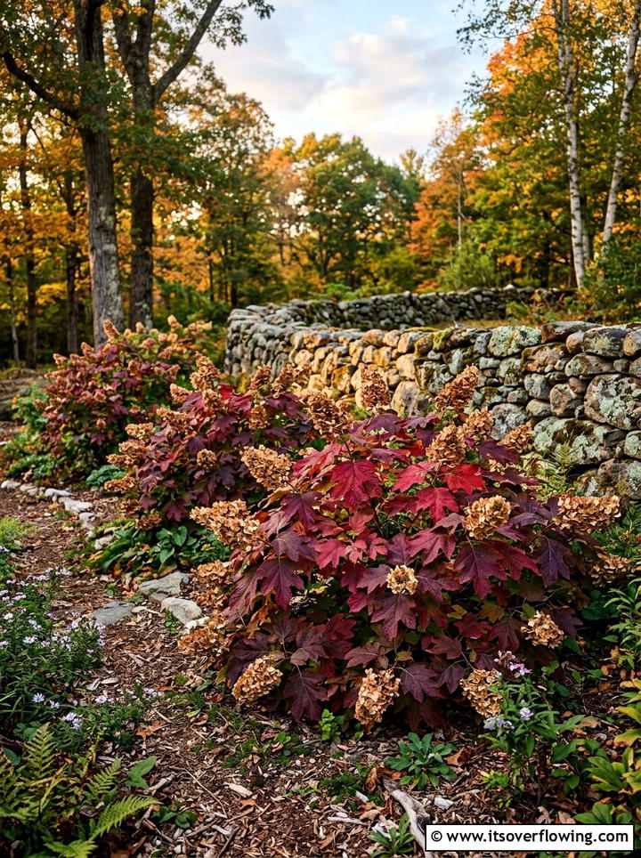 Oakleaf hydrangea fall color - 25 garden ideas with hydrangeas