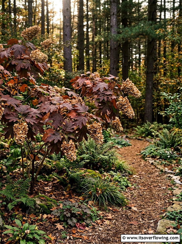 Oakleaf hydrangea shrubs - 25 creative garden ideas for fall color