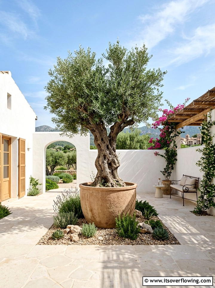 Olive Tree Focal Point - 25 garden design ideas for contemporary courtyards