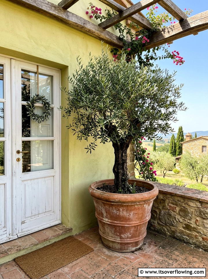 Olive Tree Planter - 25 front porch decor ideas with farmhouse charm