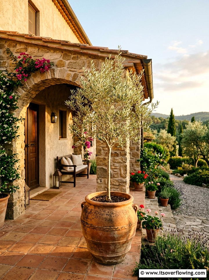 Olive tree container - 25 front porch decor ideas with year round greenery