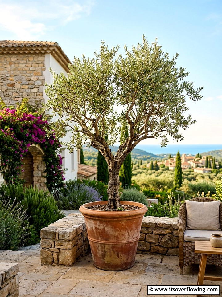 Olive tree in large porch planter - 25 front porch ideas with sun loving plants