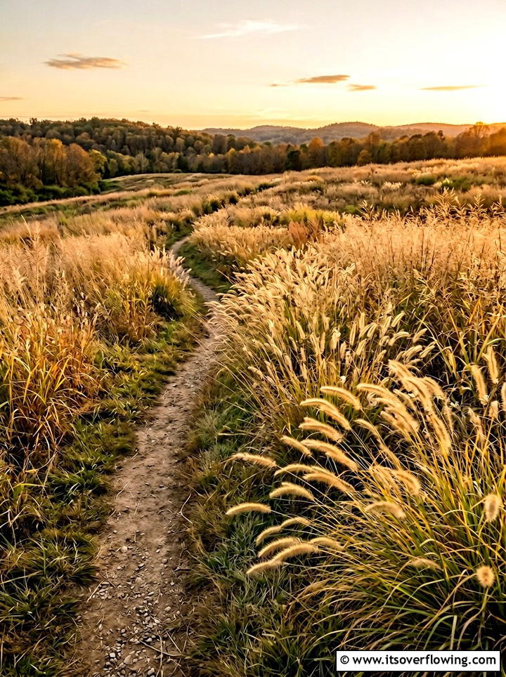 Ornamental Grass Meadow - 25 garden design ideas with drought tolerant plants