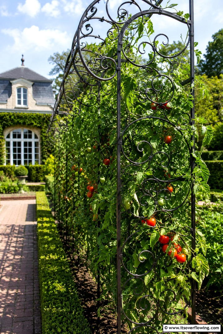 Ornate Scroll Trellis - 30 Tomato Trellis Ideas for Healthy & Space-Saving Gardens