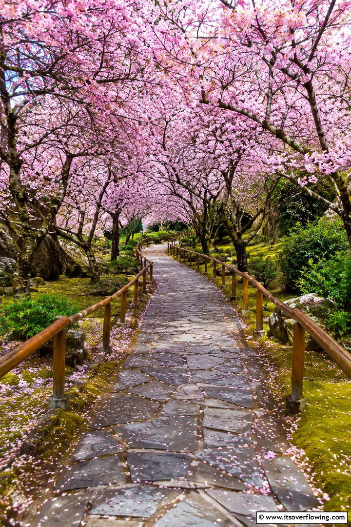 Pathway Lined with Tree Canopies - 30 Tree Landscaping Ideas for Shade, Privacy, and Curb Appeal
