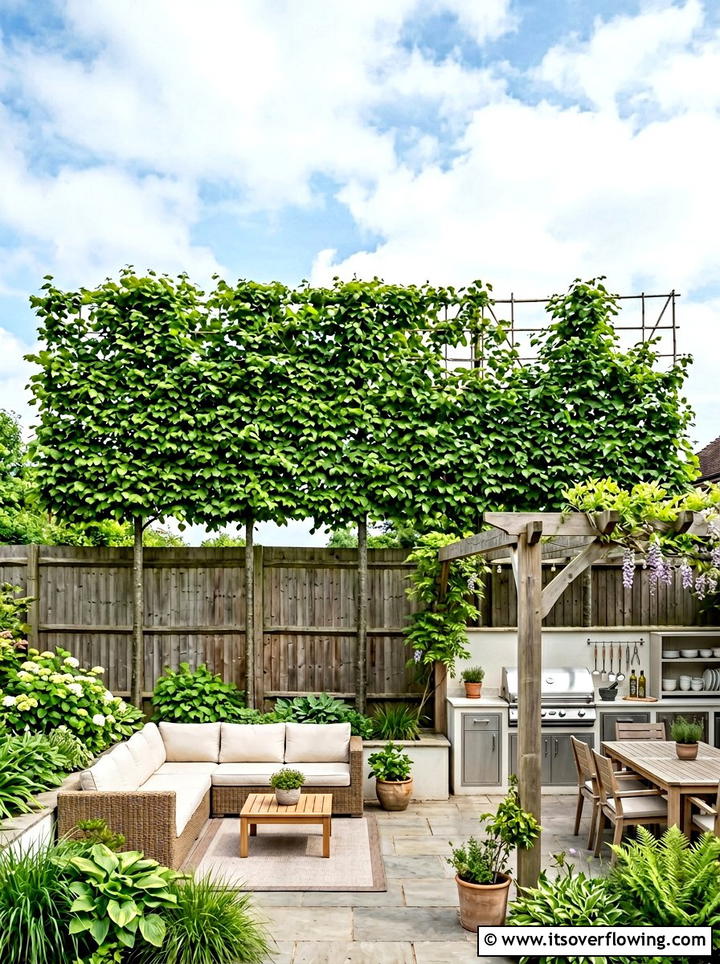 Pleached Tree Screen - 25 backyard ideas with privacy trees