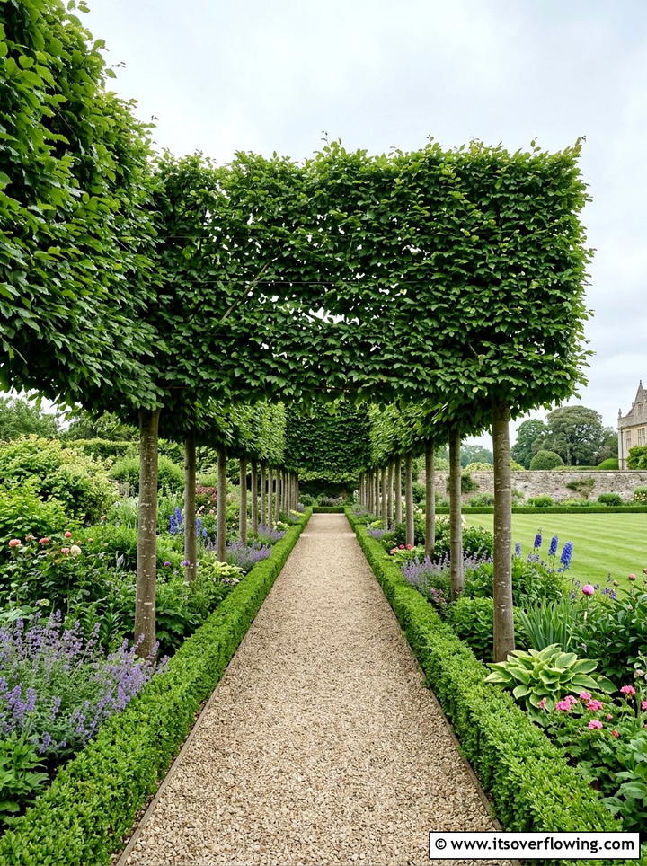 Pleached Trees - 25 garden ideas for privacy