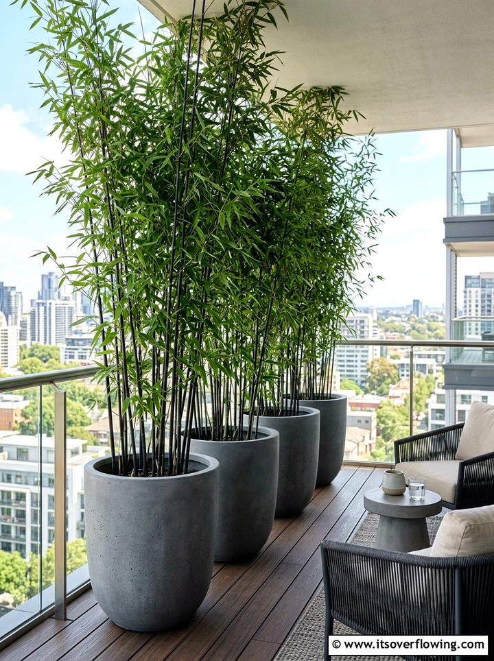 Potted Bamboo - 25 garden ideas for privacy