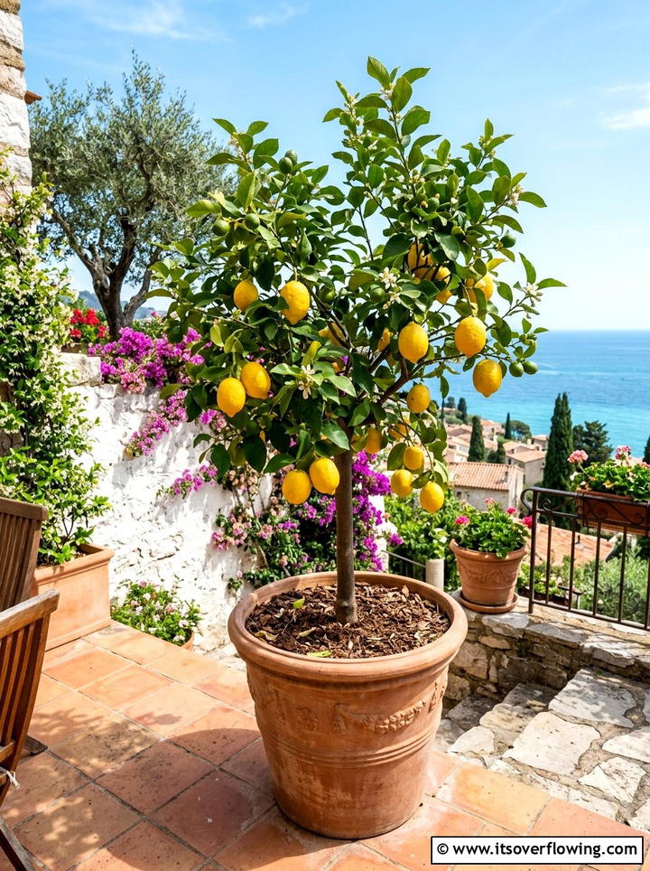 Potted Citrus Tree - 25 small garden ideas for townhouses