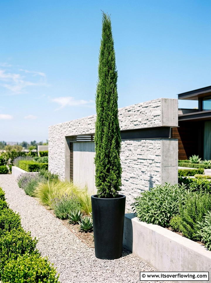 Potted Cypress Tree - 25 backyard decorating ideas with potted trees