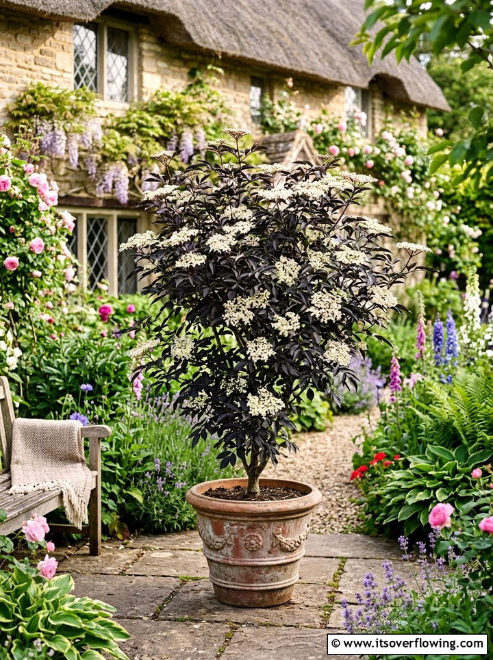 Potted Elderberry Tree - 25 creative garden ideas with patio fruit trees