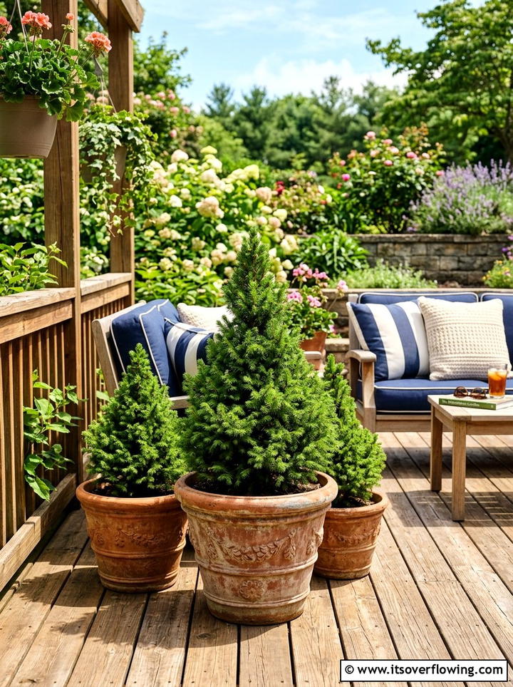 Potted Evergreen Trees - 25 garden ideas with evergreens