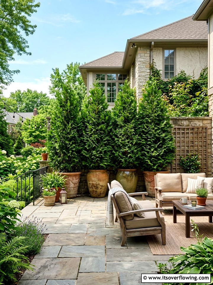 Potted Evergreen Trees - 25 backyard ideas for privacy