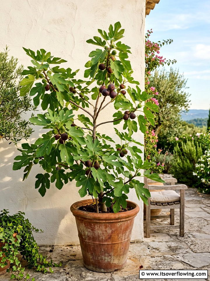 Potted Fig Tree - 25 creative garden ideas with patio fruit trees