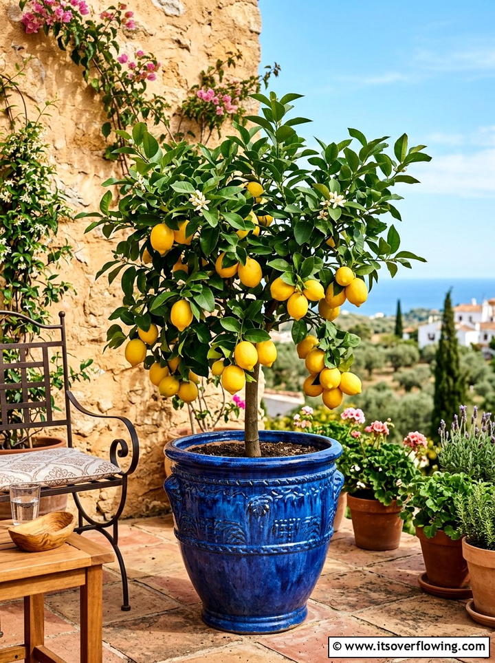 Potted Fruit Tree - 25 small garden ideas for backyard
